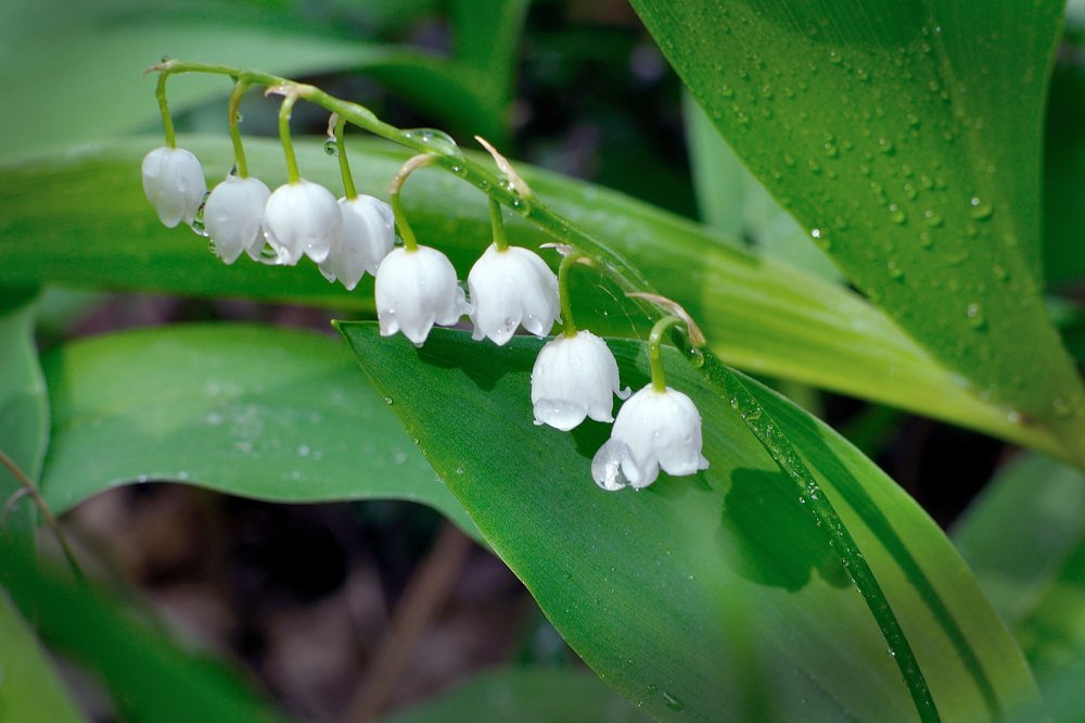 Photograph by Игорь Овсиенко