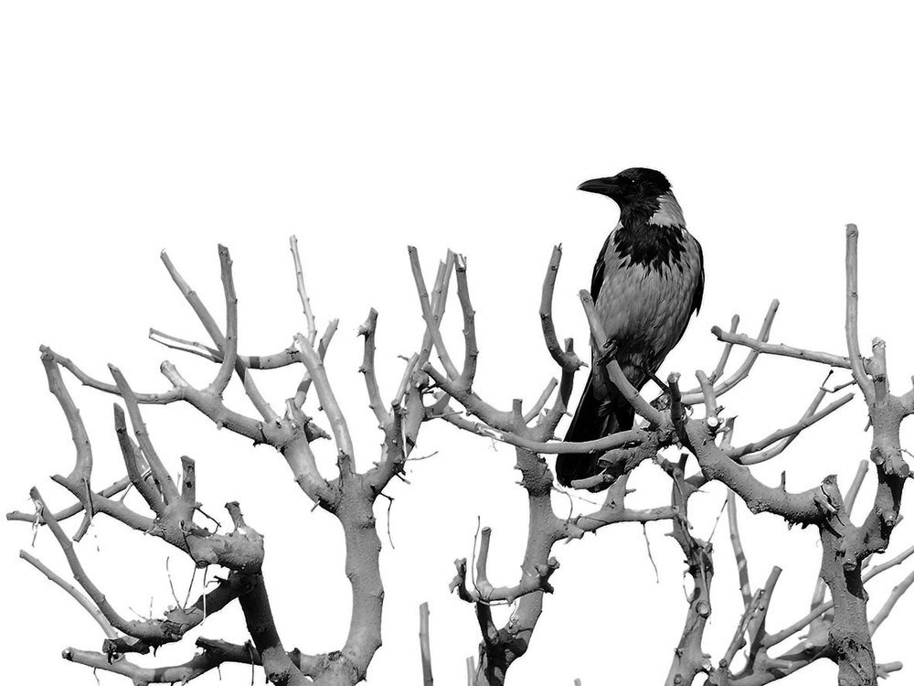 Photograph by Farid Ataei