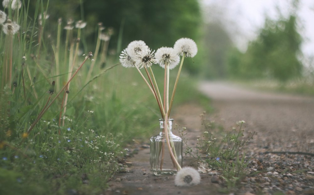 Dandelions