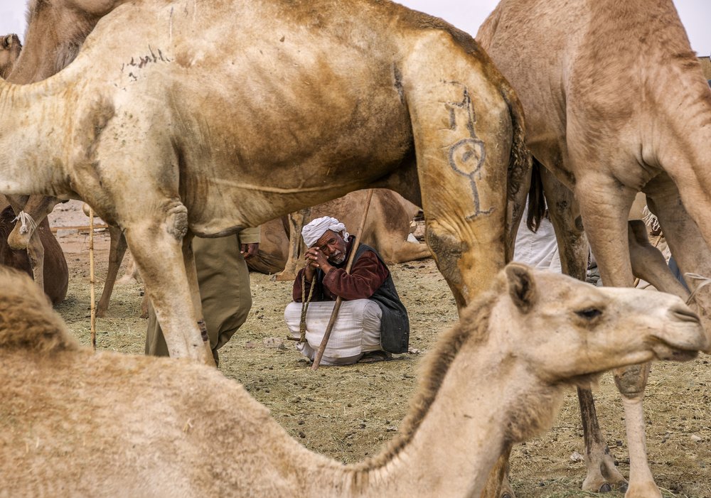 In the Camel Market