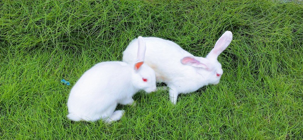 A cute pair of Albino Rabbits.