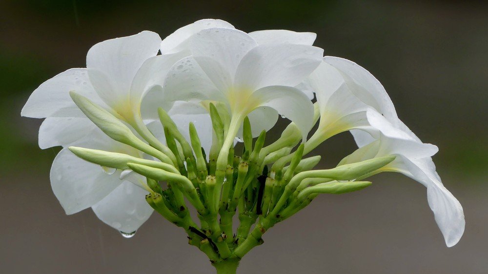 Photograph by Chandra Sekhar B