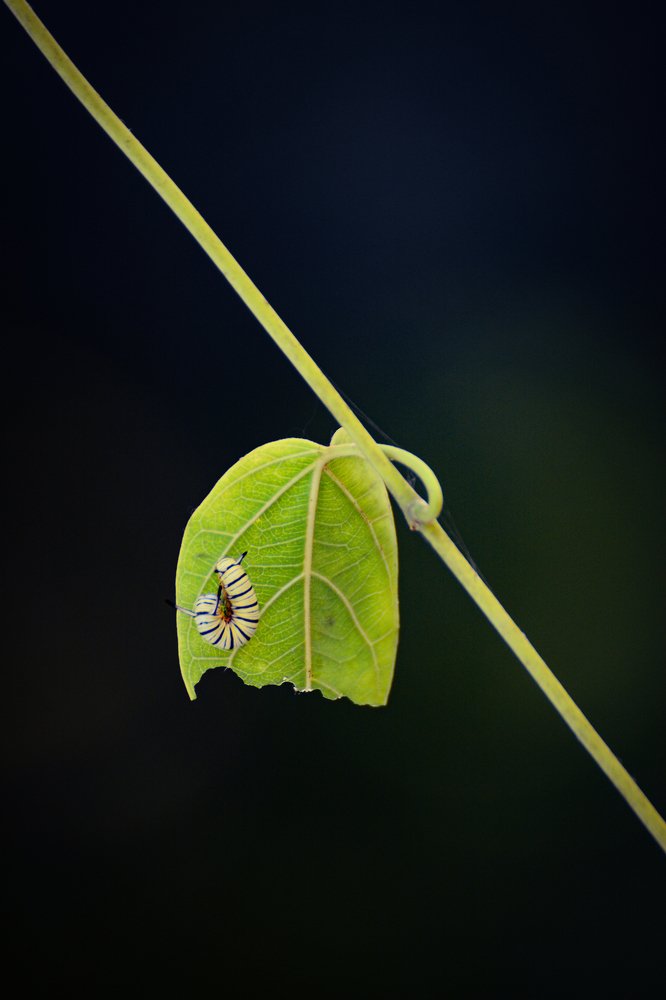 Photograph by Nilimesh Bhowmik