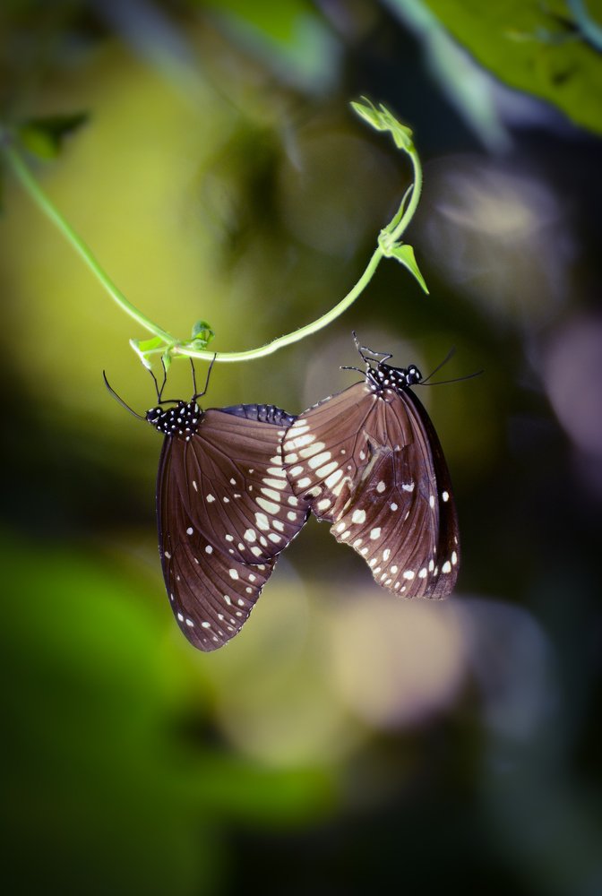 Photograph by Nilimesh Bhowmik