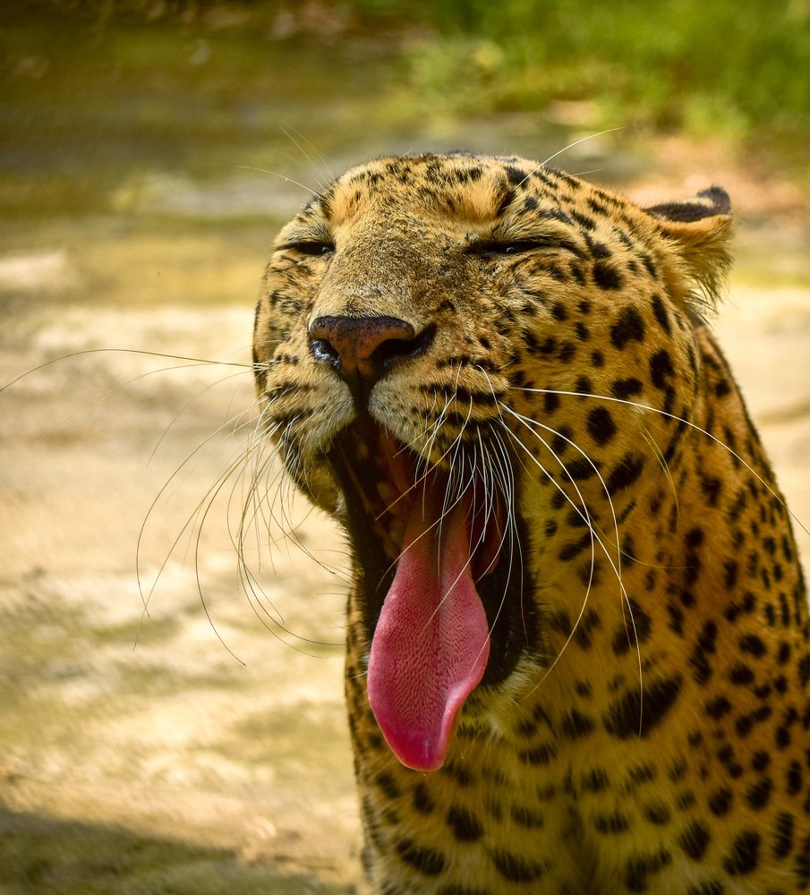 Photograph by Subhrojit Majumdar