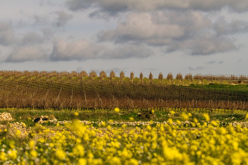 Photograph by salvatore Mercieca