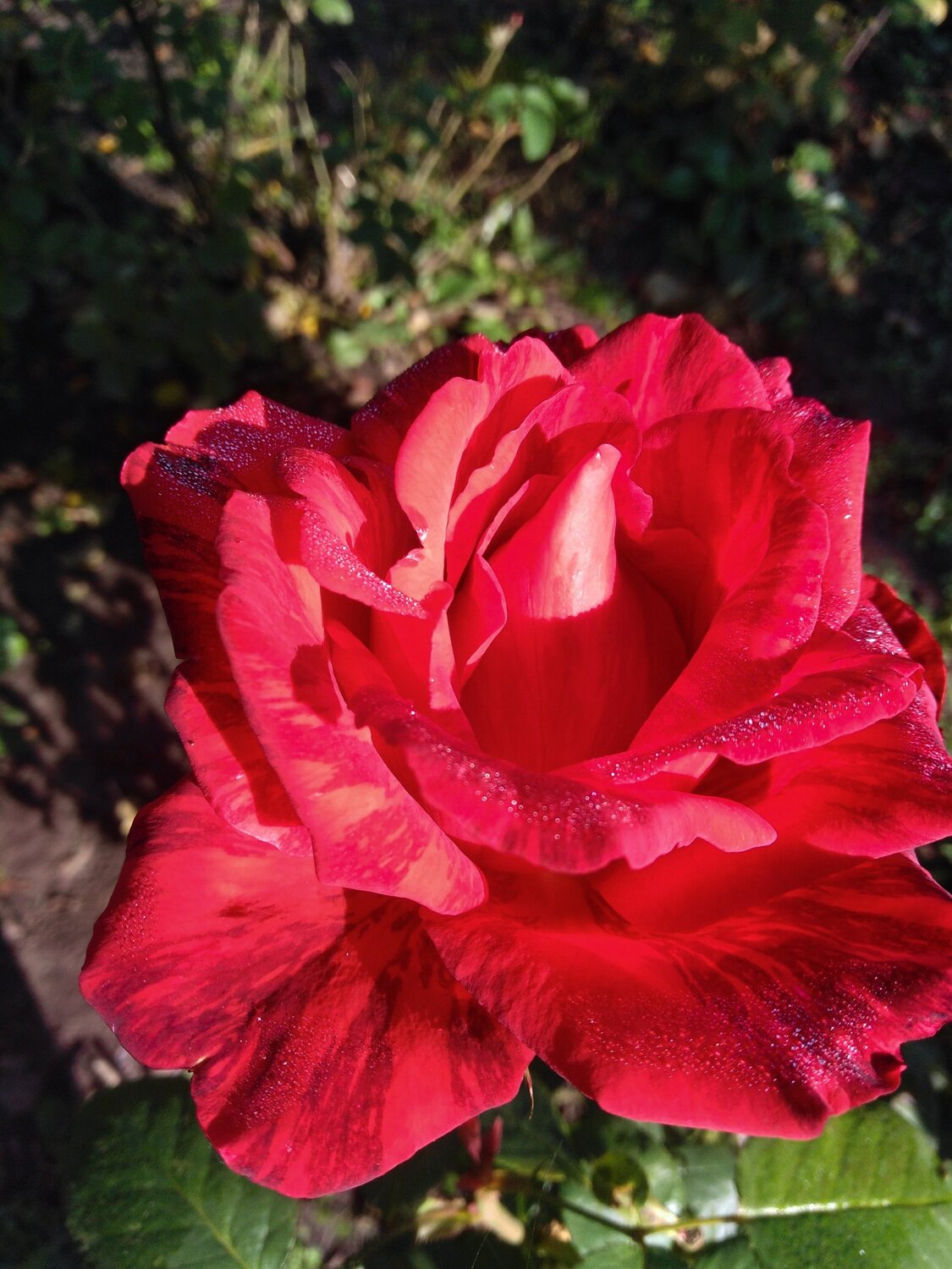 Photo #3753485