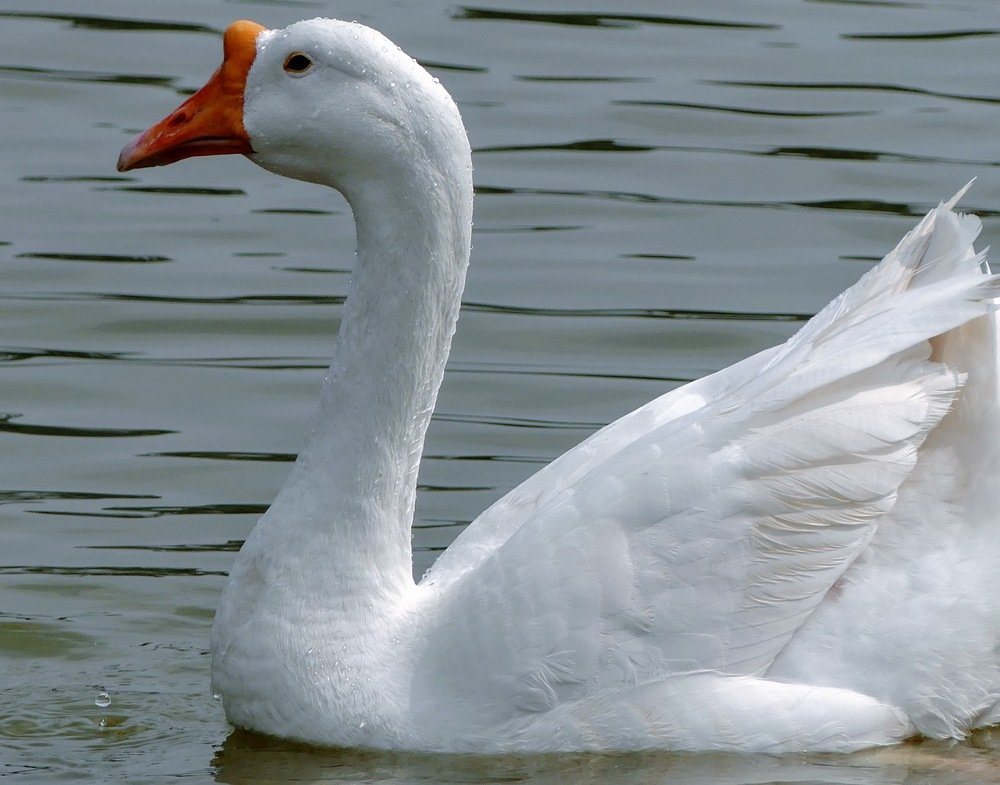 Photograph by Chandra Sekhar B