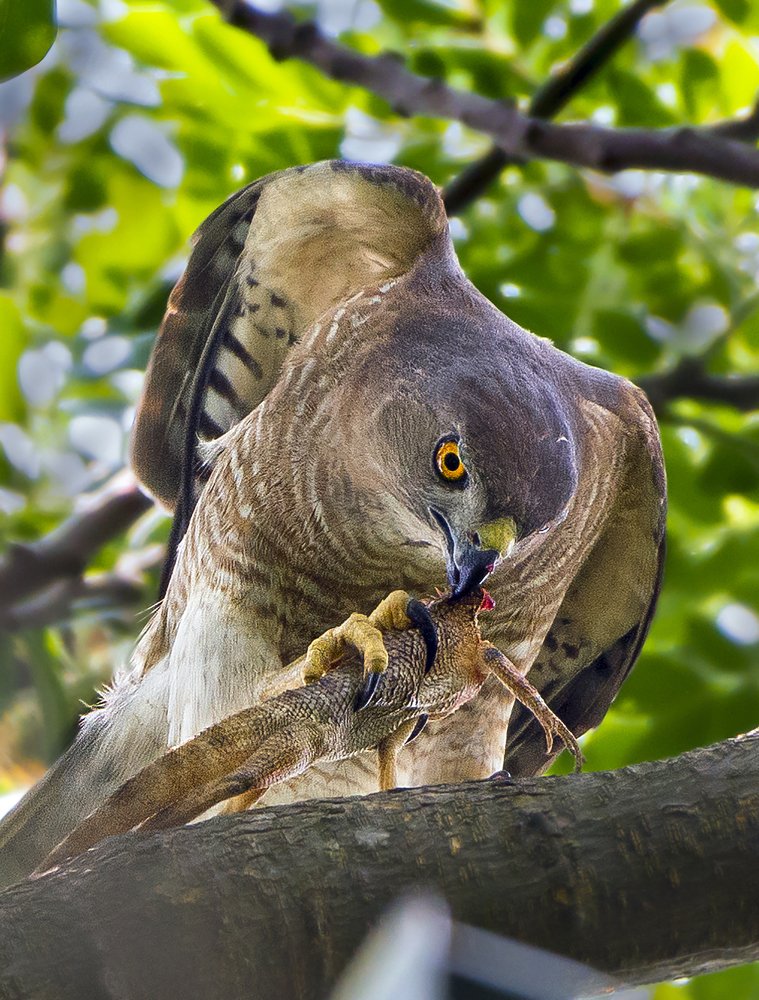 A shikra with lizard kill.