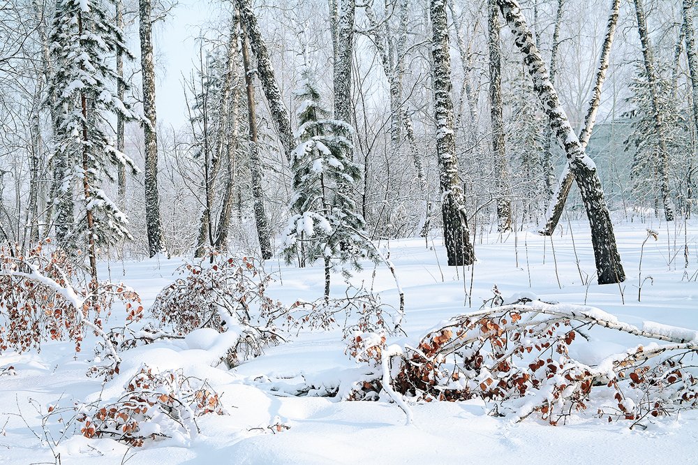 Поздняя осень...