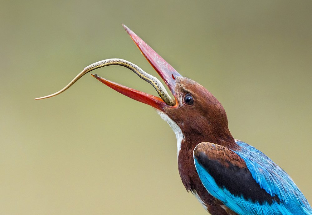 A white breasted kingfisher with snake kill.