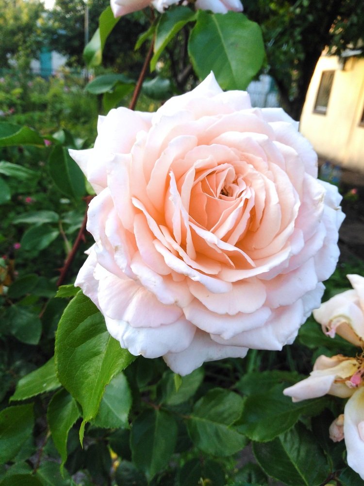 Photo #3753757