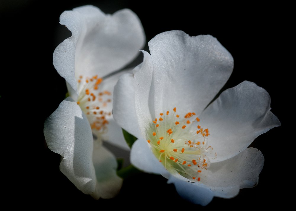 Photograph by Samsul Huda Patgiri