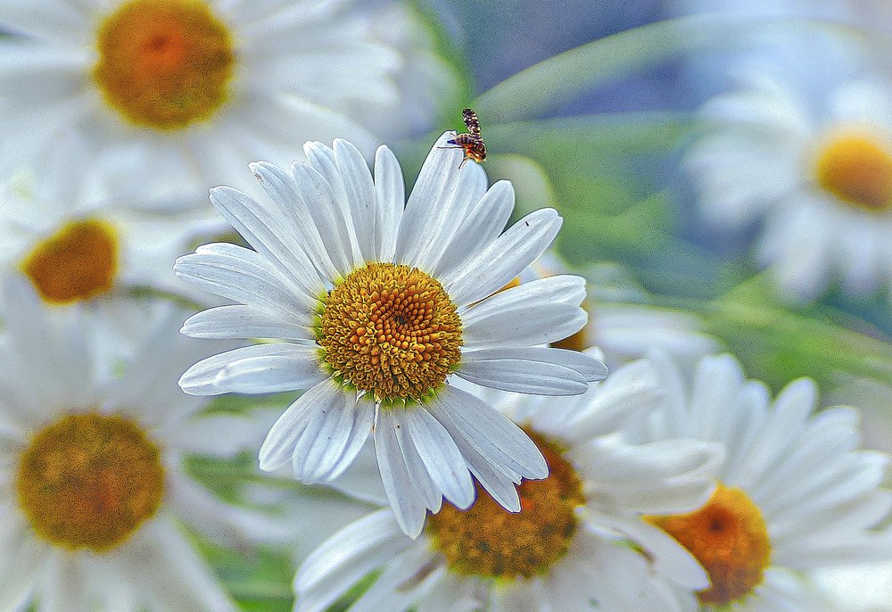 Летние "снежинки"