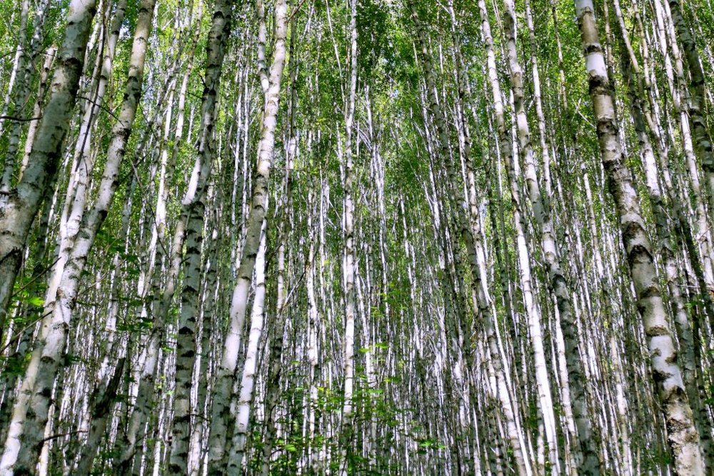 Photograph by Степанов Евгений