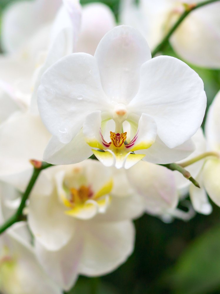 Photograph by Олег Милеев (Каминцев)