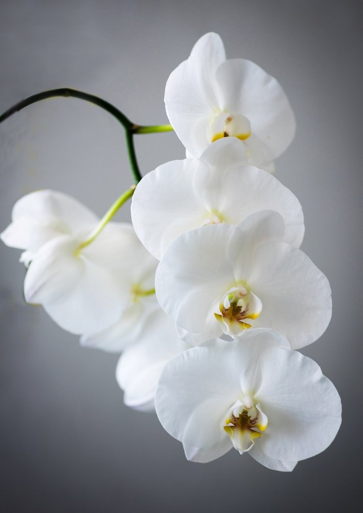 Фаленопсис.