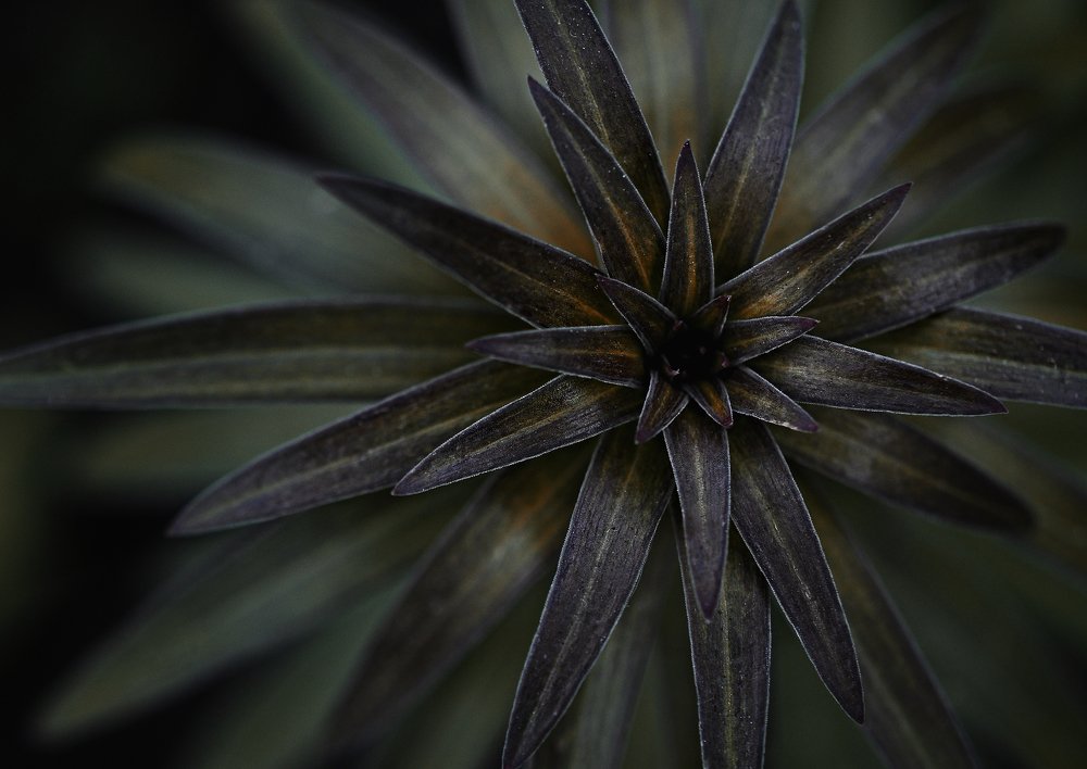 Photograph by Леонид Снег