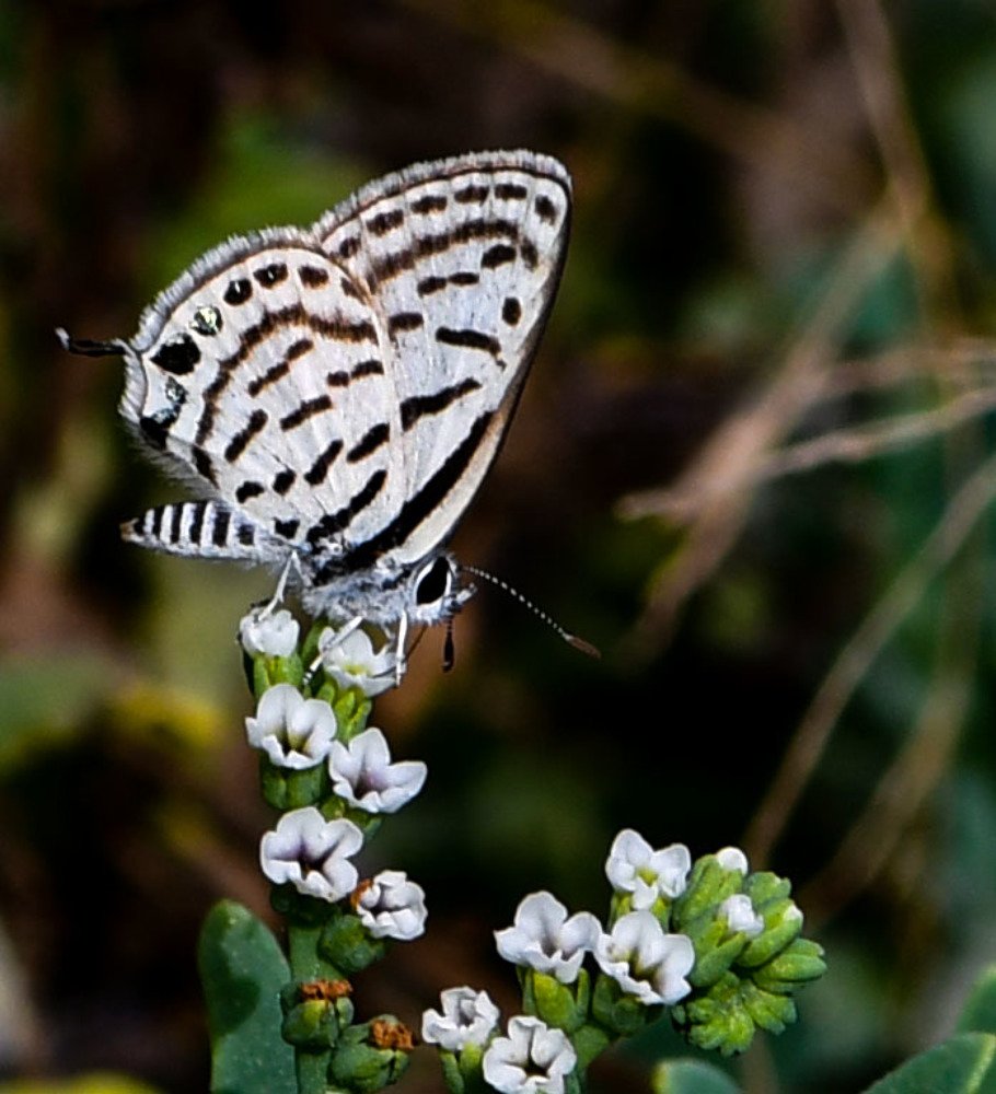Photograph by Manjri Saxena