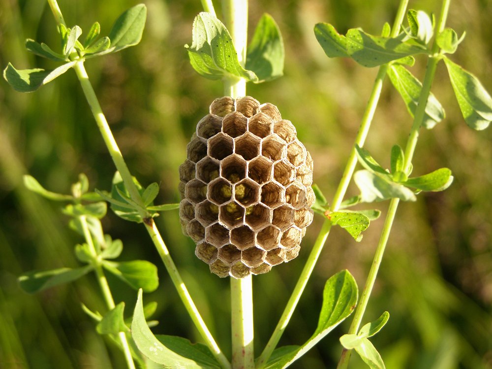 Photograph by Любовь Новикова