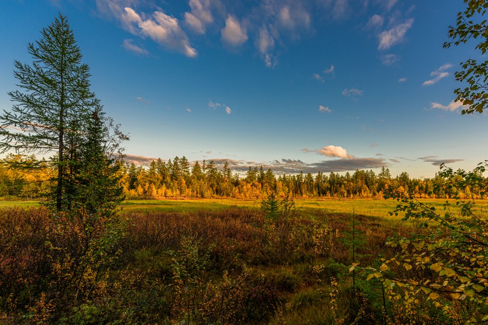 Осенняя лесотундра