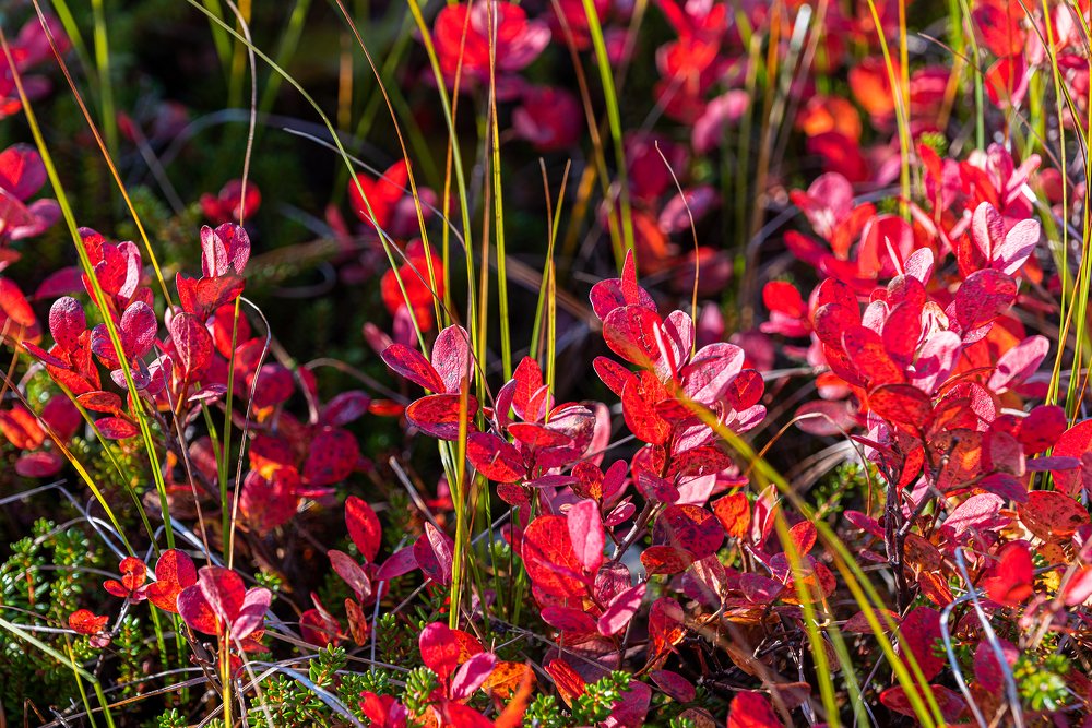 Photograph by Нина Богатырева