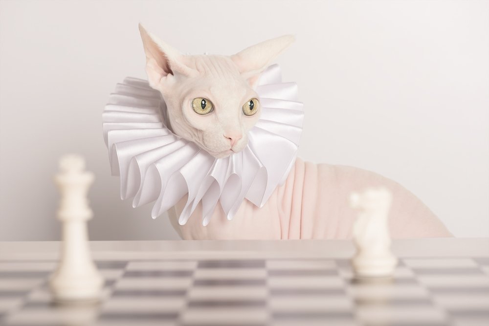 Who's the Queen here? / Кто здесь Королева?