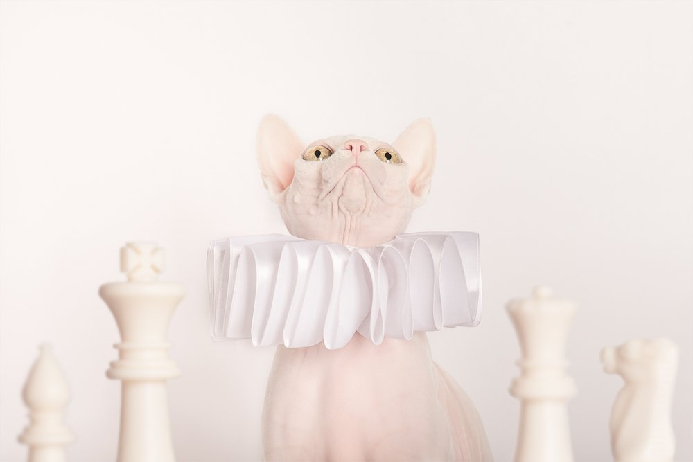 Who's the Queen here? / Кто здесь Королева?