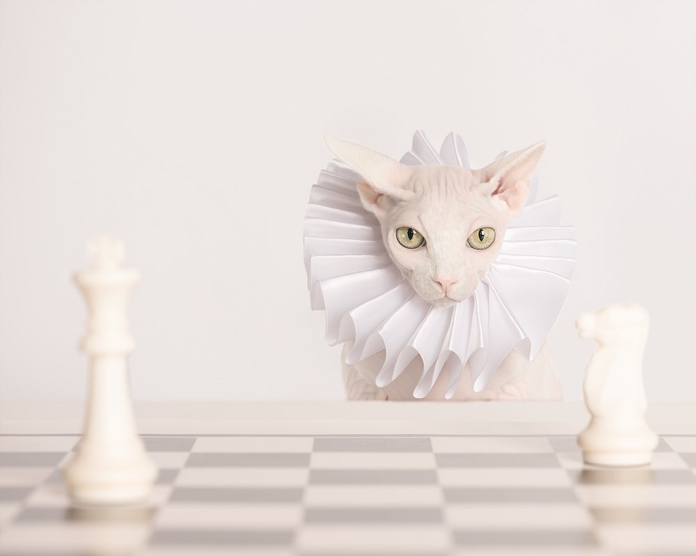 Who's the Queen here? / Кто здесь Королева?