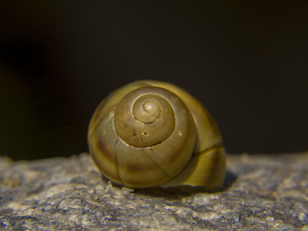 Photograph by Иван Доможирский