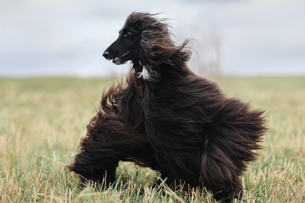 Собака-Чубака