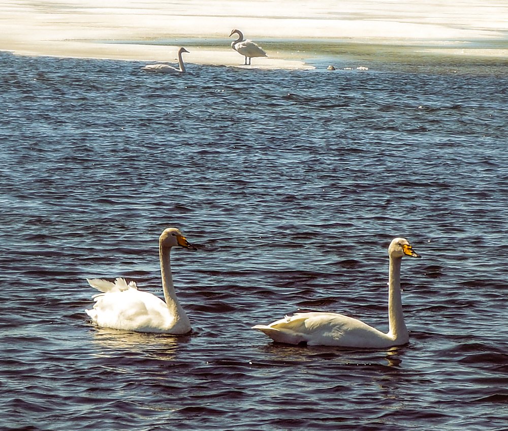 Дикие лебеди