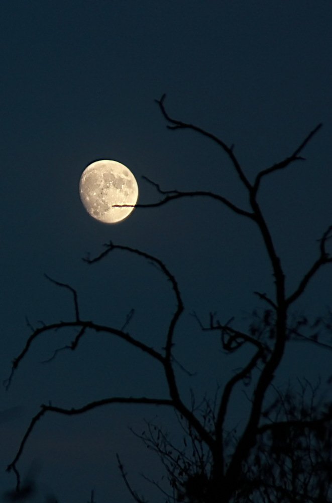 Фотография автора Анатолий Мироненко