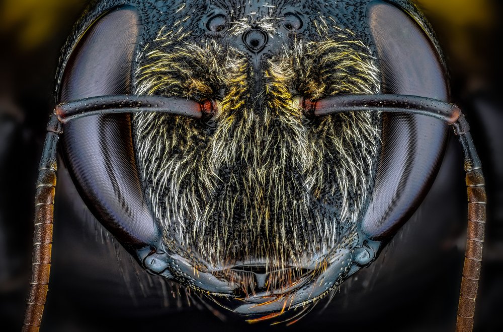 Оса Наездник