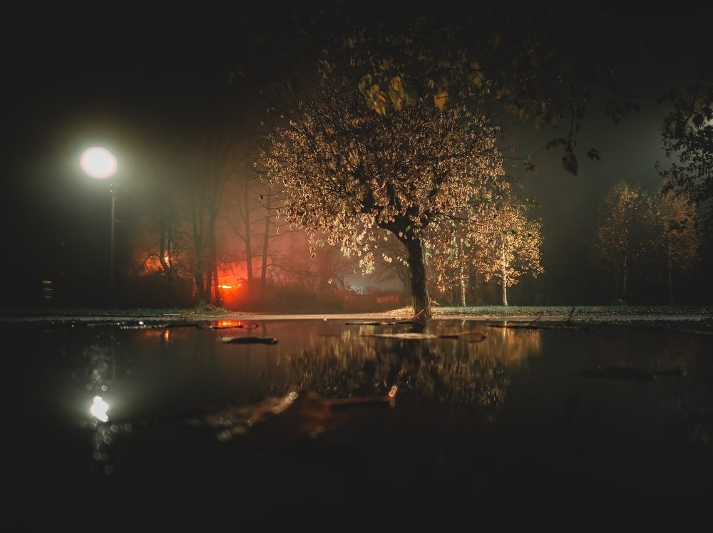 Tree in the fog