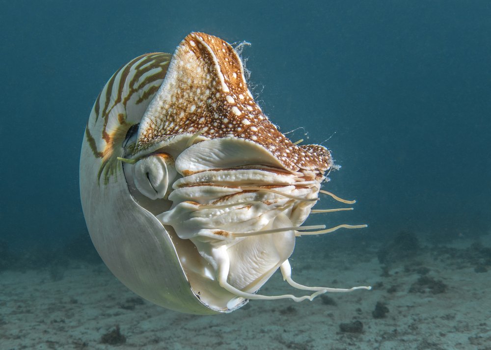 Наутилус-помпилиус.