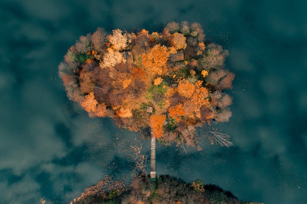 Autumn tree