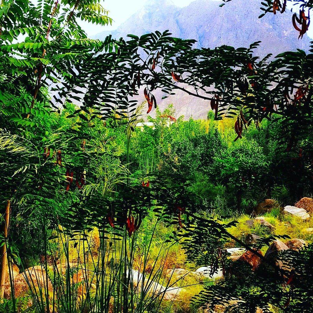 Photograph by sohail abbas gama gama