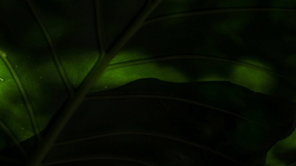 Photograph by Георгий Акопджанов