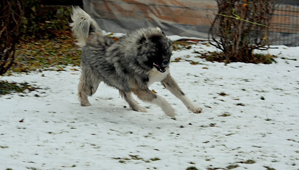 Барон - 1,4 года, вес - 56 кг.