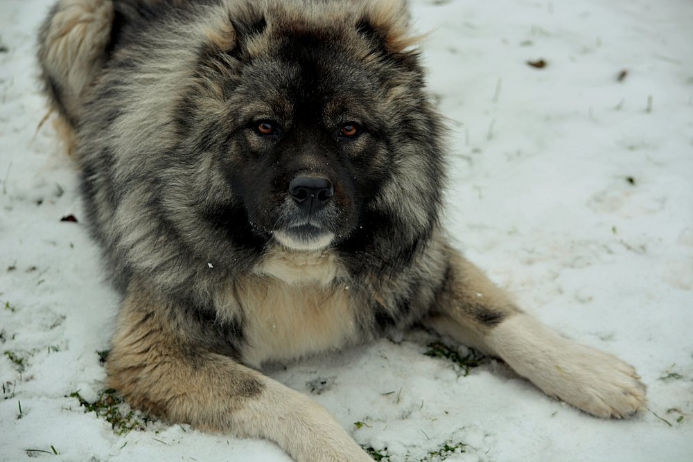 Долгожданный снег.