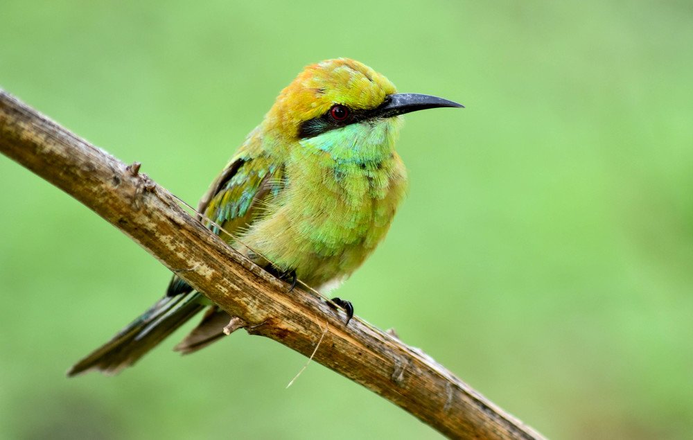 Photograph by Ashish