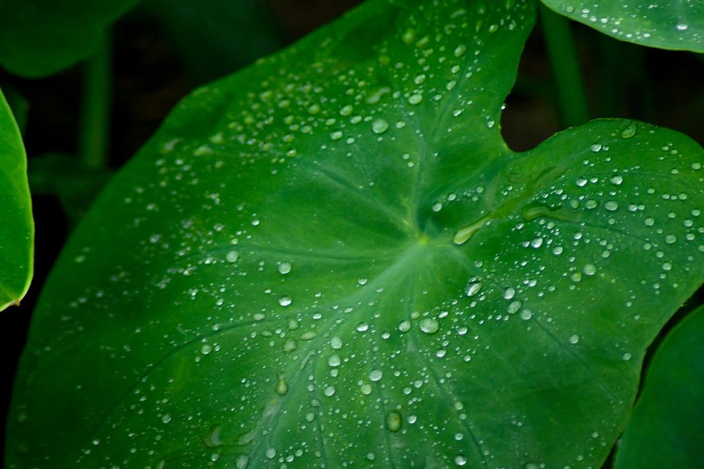 Photograph by Ashish