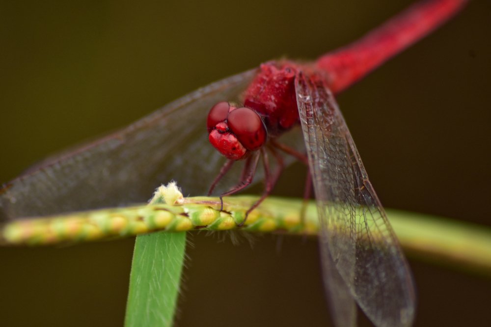 Photograph by Ashish