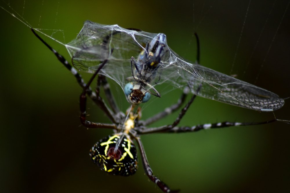Signature spider with kill DragonFly