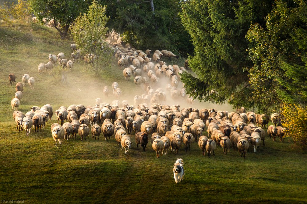 Photograph by Hajnal Pataki