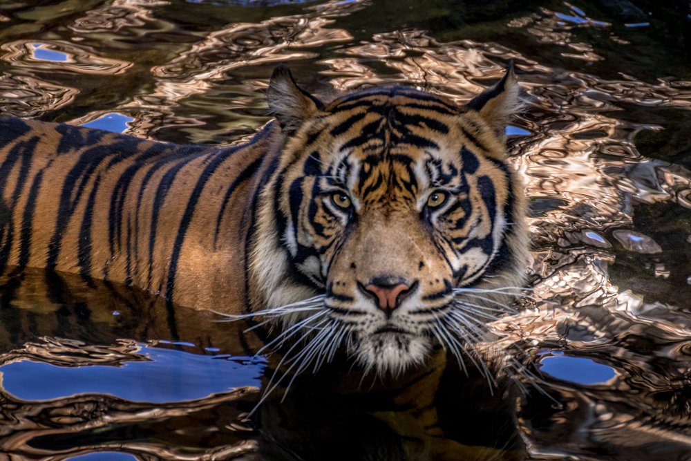 Tiger Bath