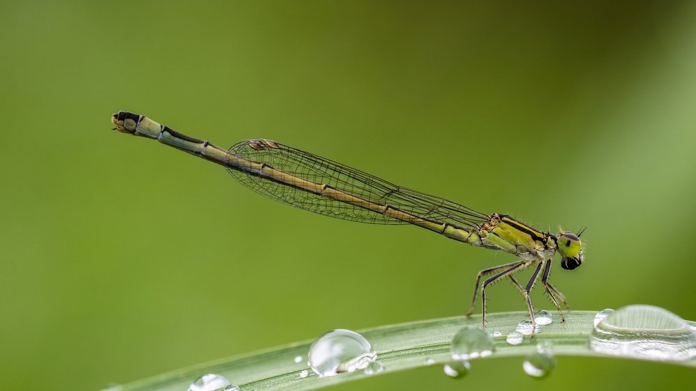 Photograph by Mohammad Nazari