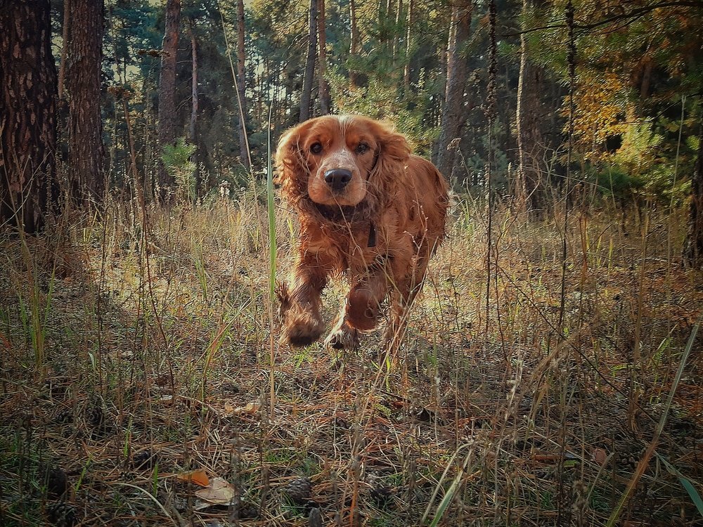 Photograph by Сергей Колос