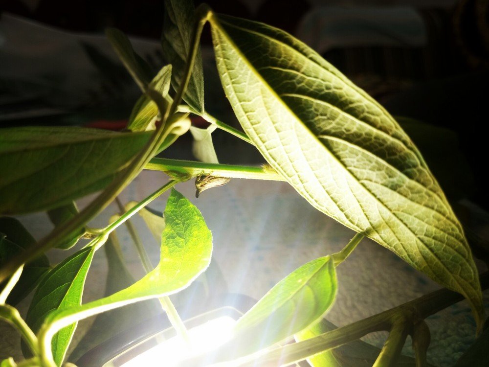 Photograph by Sona ..